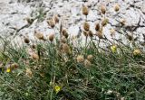 Calamagrostis anthoxanthoides