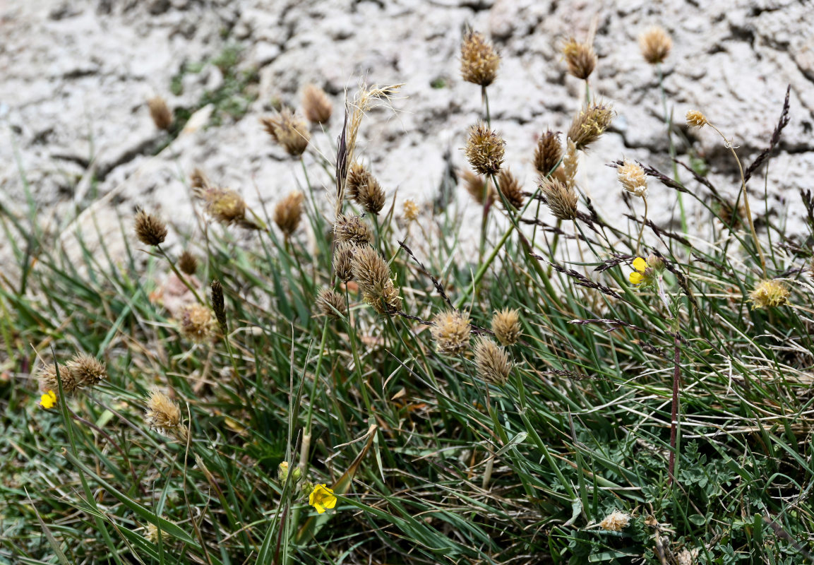 Изображение особи Calamagrostis anthoxanthoides.