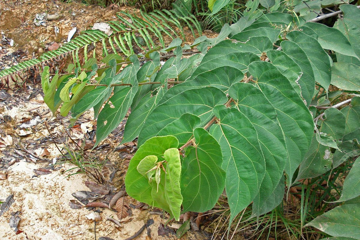 Image of Commersonia bartramia specimen.