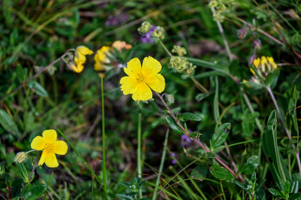 Изображение особи род Helianthemum.