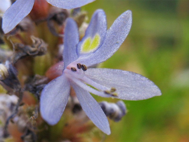 Изображение особи Pontederia cordata.