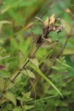 Bartsia alpina. Верхушка побега с соплодием. Мурманская обл., Кольский р-н, долина р. Западная Лица ниже автодороги А138 Мурманск — Печенга, 4-й падун, скала в русле реки, моховая подушка в расщелине. 02.08.2022.