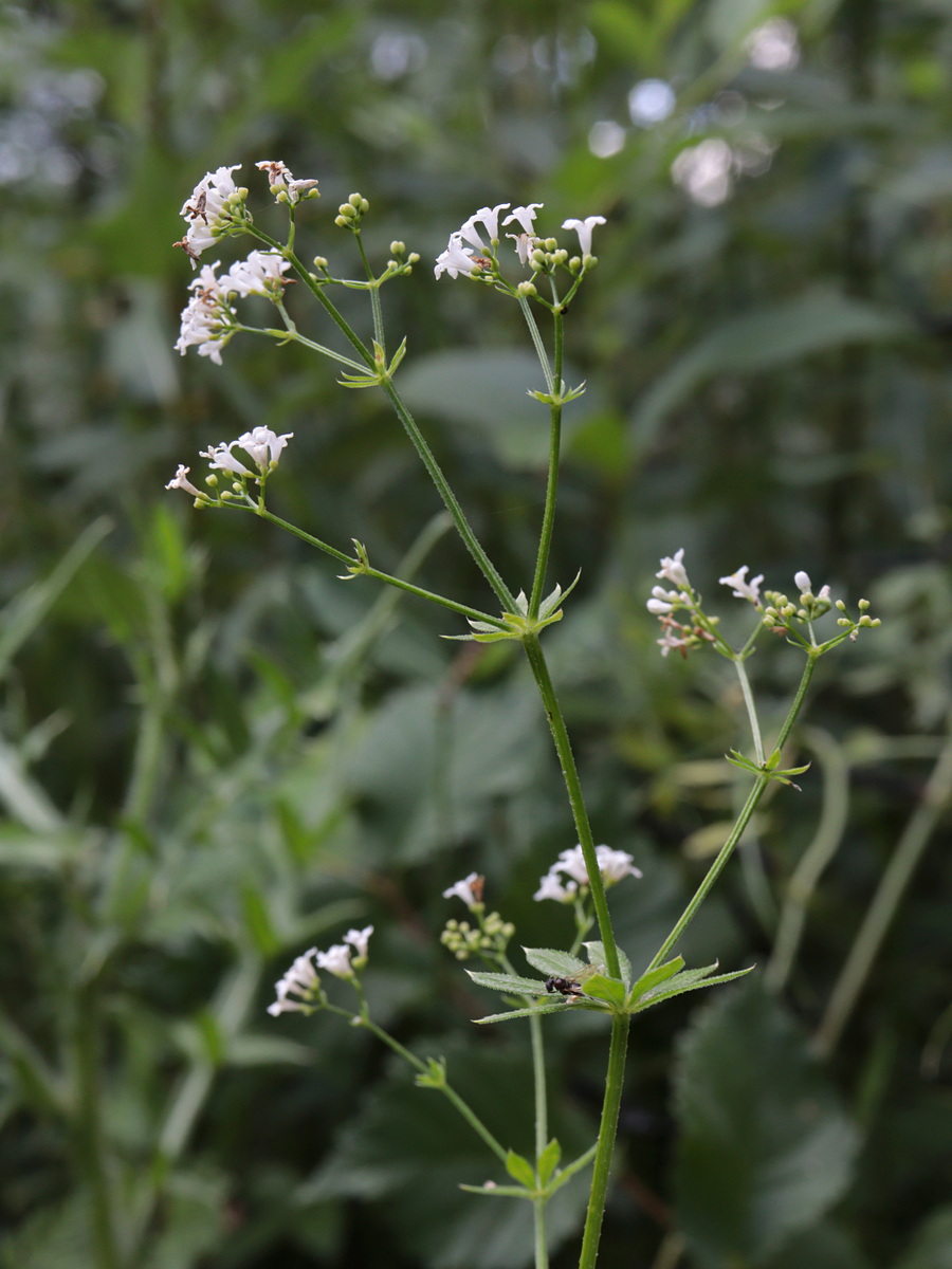 Image of Galium pseudorivale specimen.