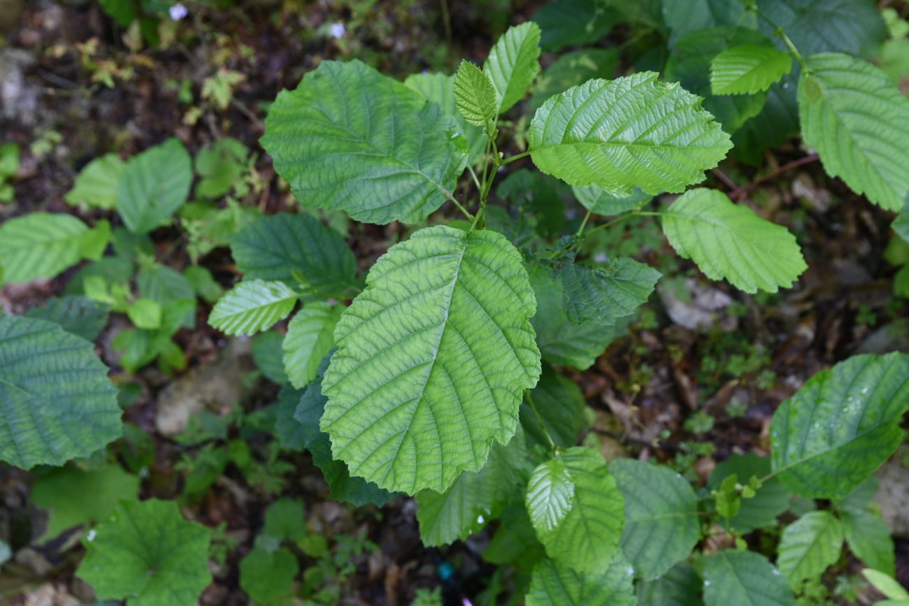 Image of Alnus barbata specimen.