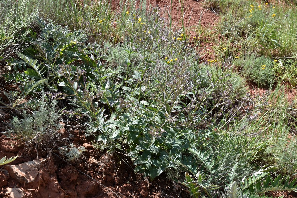 Image of Nepeta ucranica specimen.