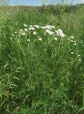 Pyrethrum corymbosum