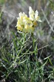 Linaria buriatica