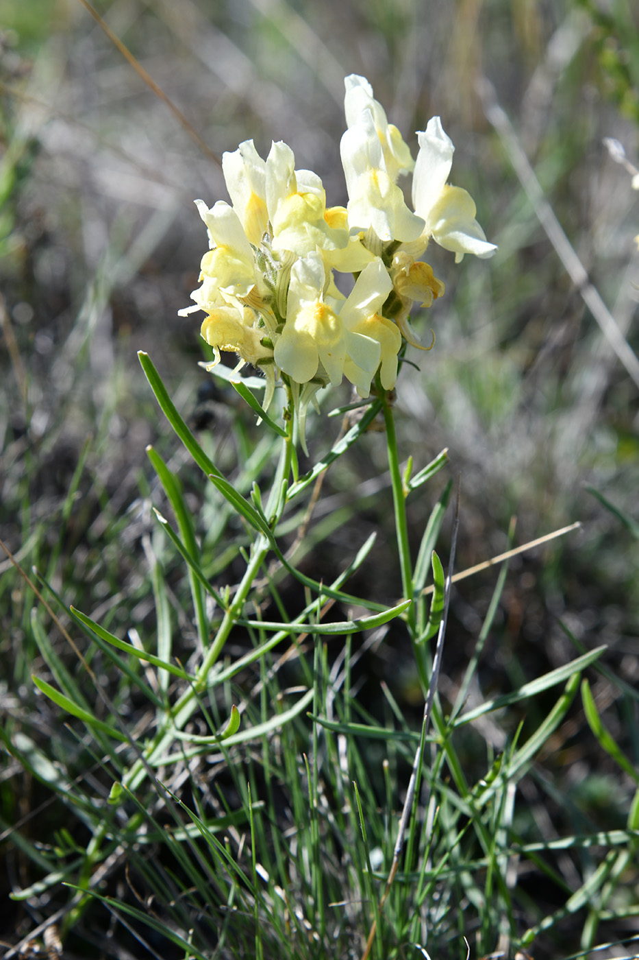 Изображение особи Linaria buriatica.