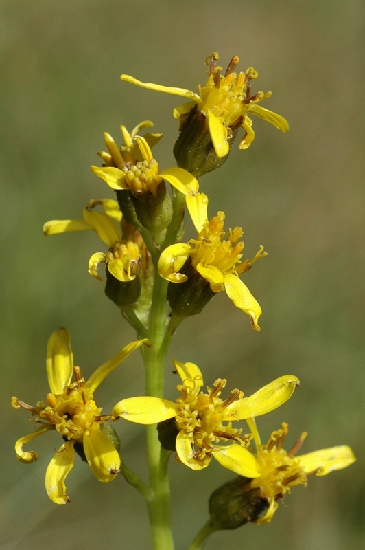 Image of Ligularia heterophylla specimen.