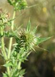 Cirsium ciliatum. Развивающееся соцветие и части листьев. Республика Адыгея, окраина пос. Каменномостский, ур. Холодное, луг. 31 июля 2022 г.