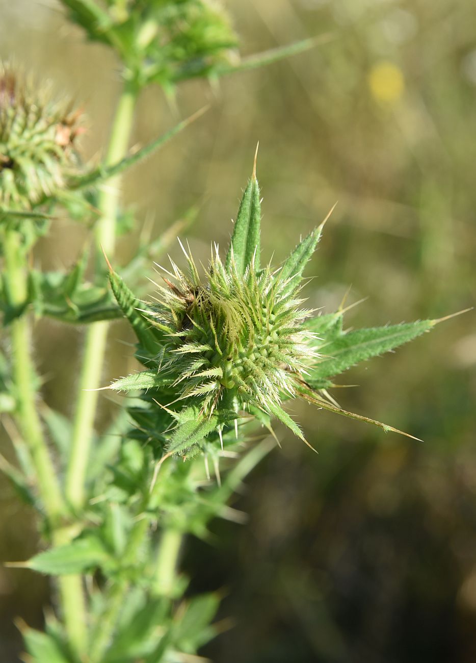 Изображение особи Cirsium ciliatum.