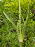 Silene italica. Стеблевые листья. Краснодарский край, Темрюкский р-н, вершина горы Дубовый Рынок, дубовая роща. 13.05.2017.