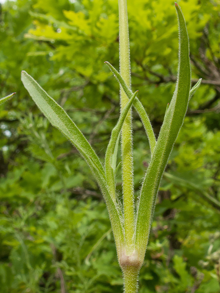 Изображение особи Silene italica.