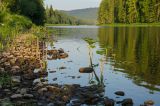 Petasites radiatus. Вегетирующие растения. Пермский край, Чусовской городской округ, окр. пос. Мыс, долина р. Усьва, прибрежное мелководье. 9 июля 2022 г.