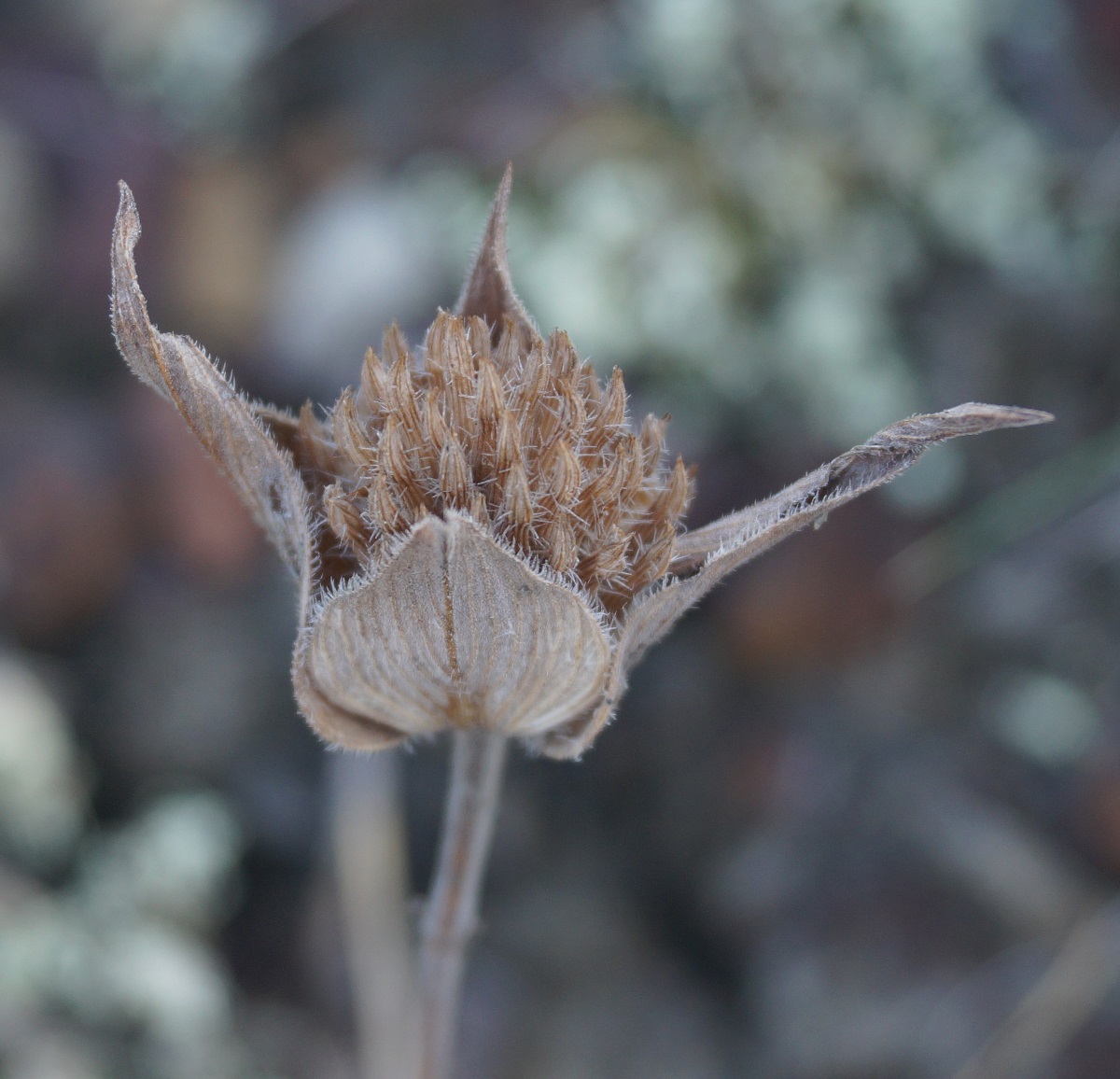 Image of Ziziphora capitata specimen.