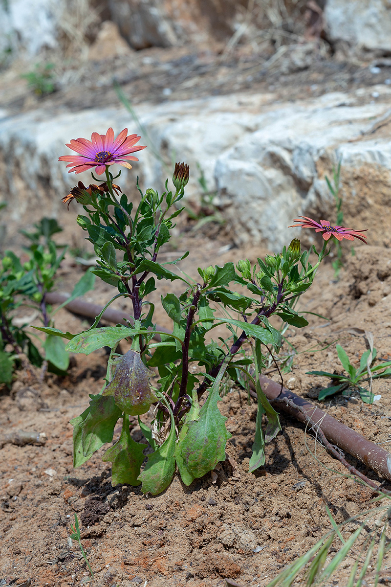 Изображение особи Dimorphotheca ecklonis.