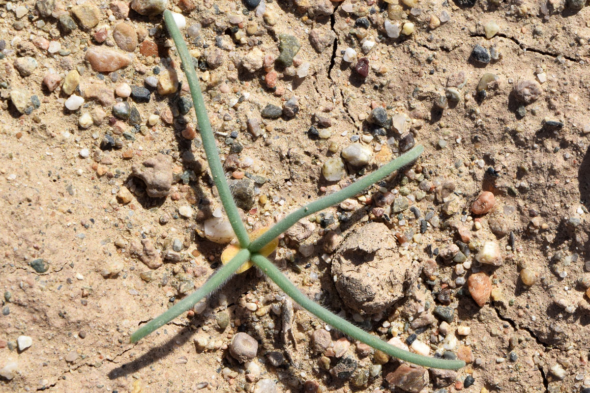 Image of familia Chenopodiaceae specimen.