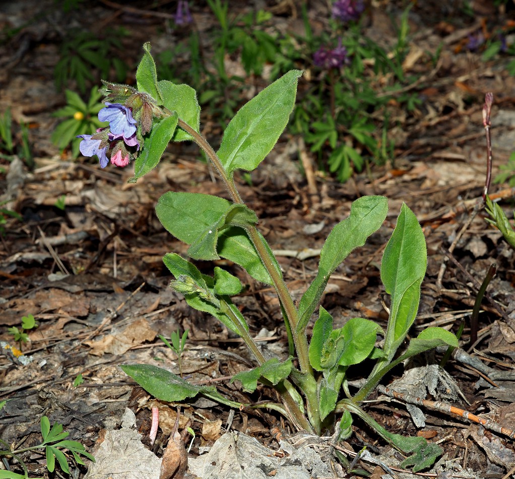 Image of Pulmonaria obscura specimen.