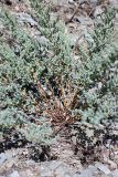 Hypericum scabrum