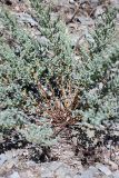 Hypericum scabrum. Прикорневая часть растения. Южный Казахстан, хр. Каратау, ущ. Саясу. 29.07.2010.