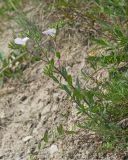 Linum lanuginosum