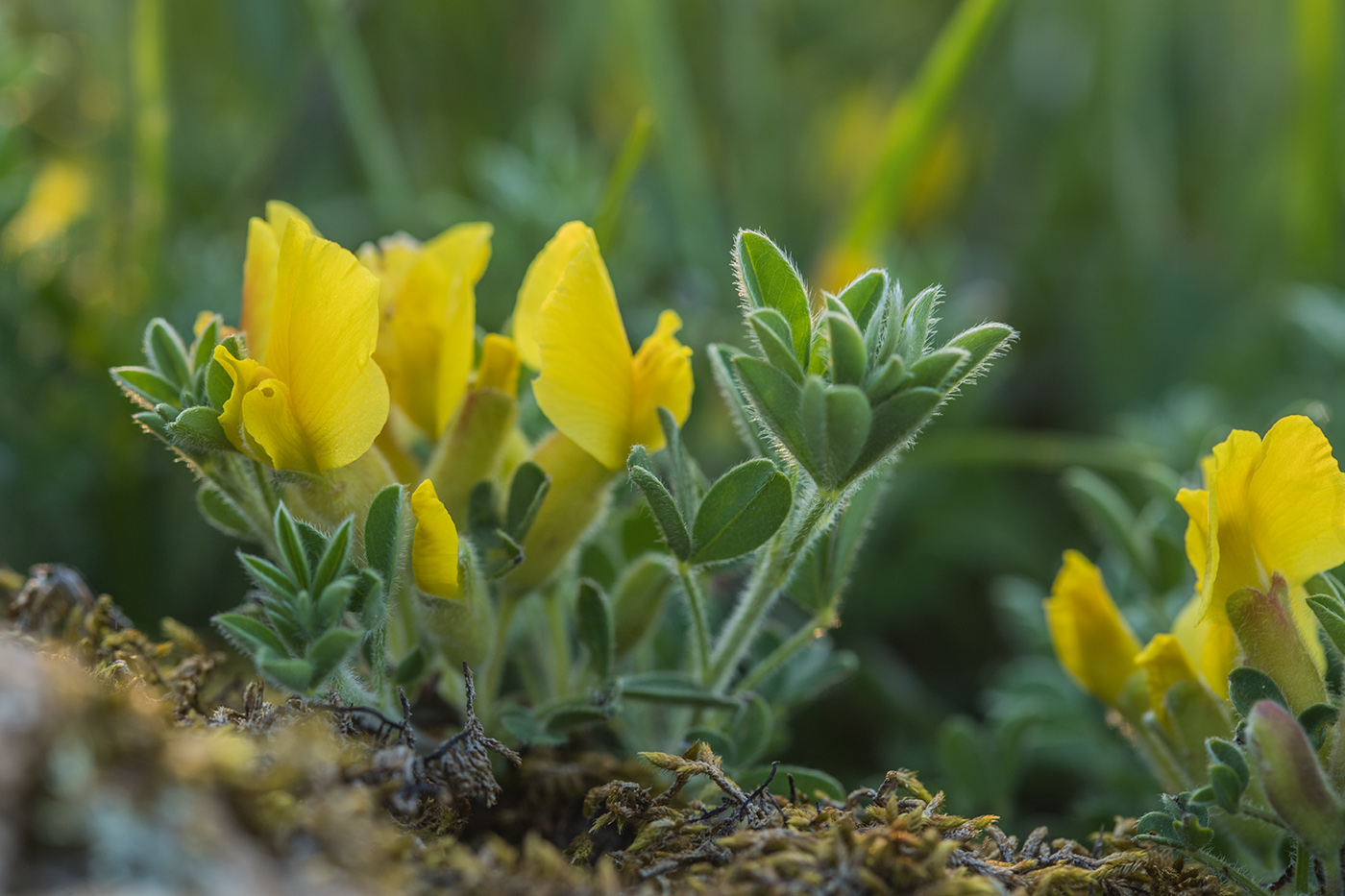 Image of genus Chamaecytisus specimen.