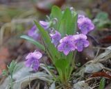 Viola gmeliniana. Цветущее растение после дождя. Амурская обл., Архаринский р-н, отроги Малого Хингана, пирогенный луг на каменистом склоне южной экспозиции. 22.05.2022.