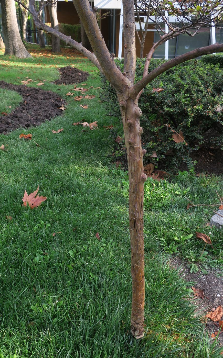 Изображение особи Lagerstroemia indica.