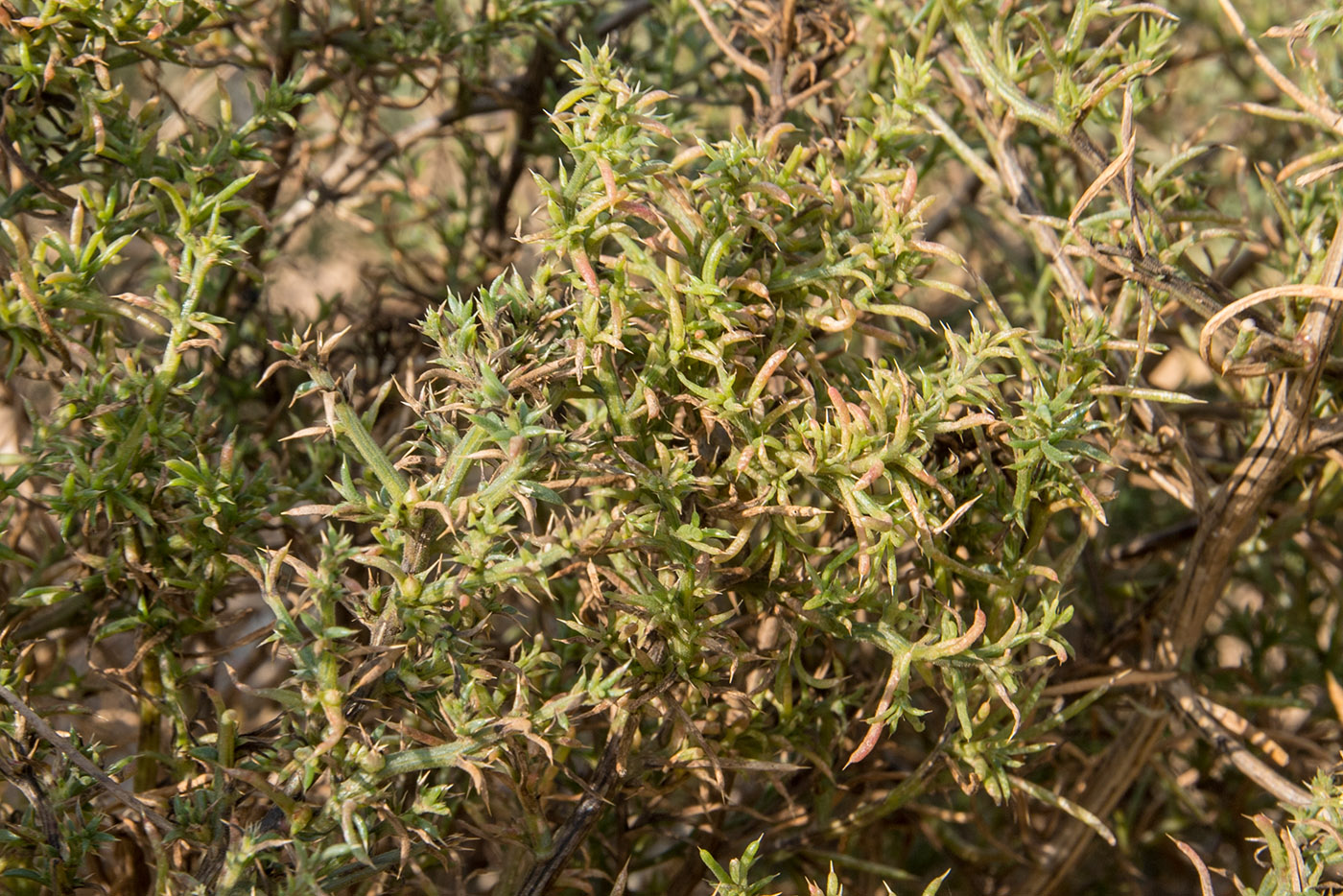 Изображение особи семейство Chenopodiaceae.