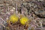 Ferocactus cylindraceus