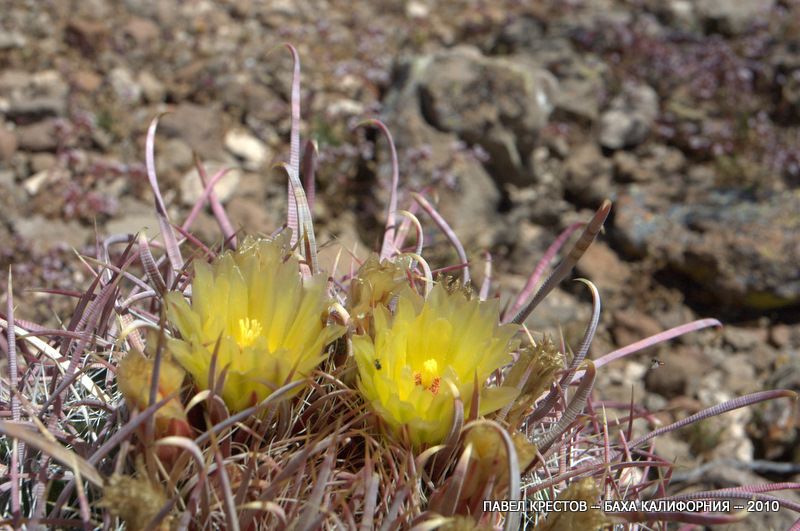 Изображение особи Ferocactus cylindraceus.