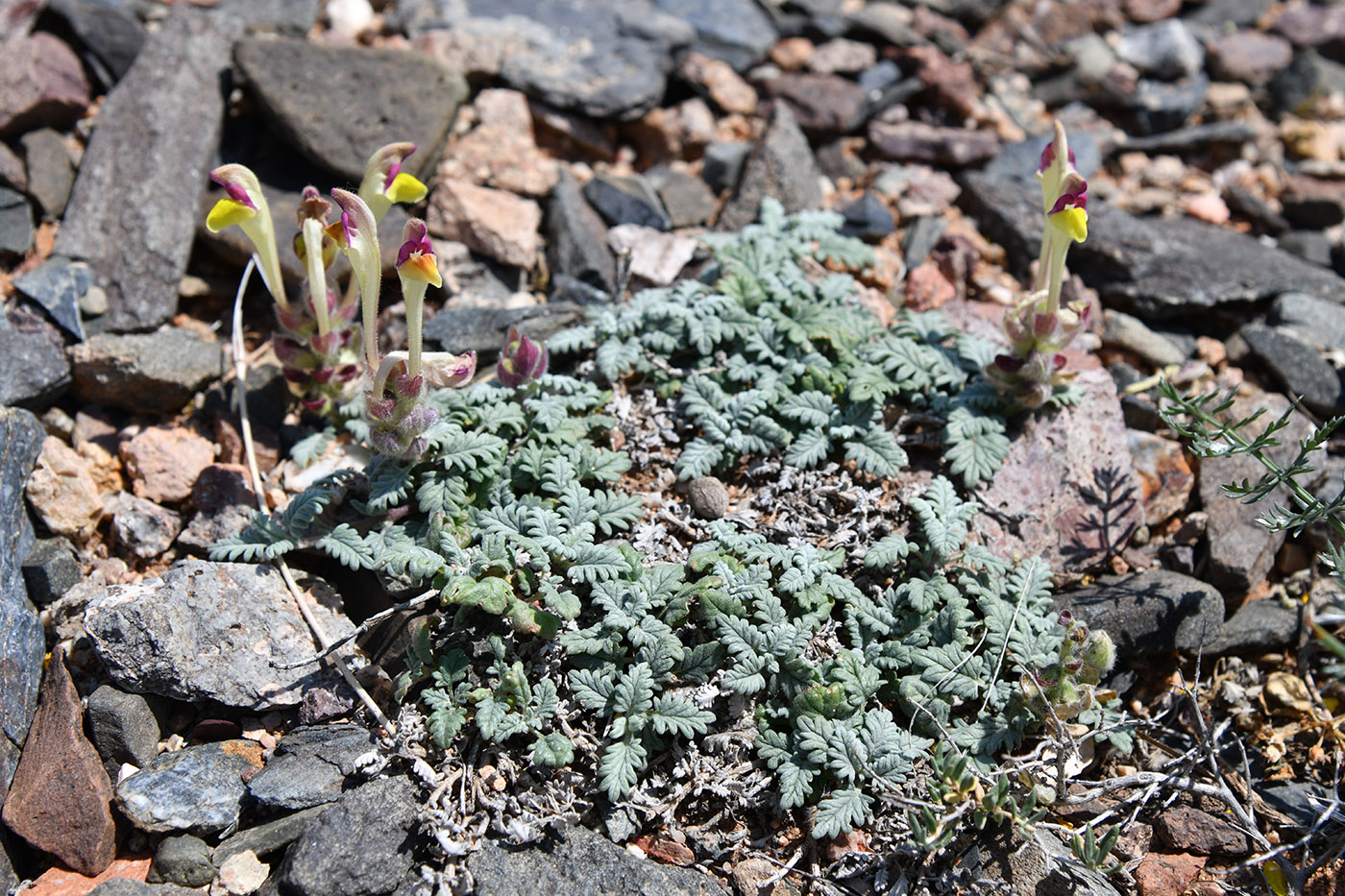 Изображение особи Scutellaria przewalskii.