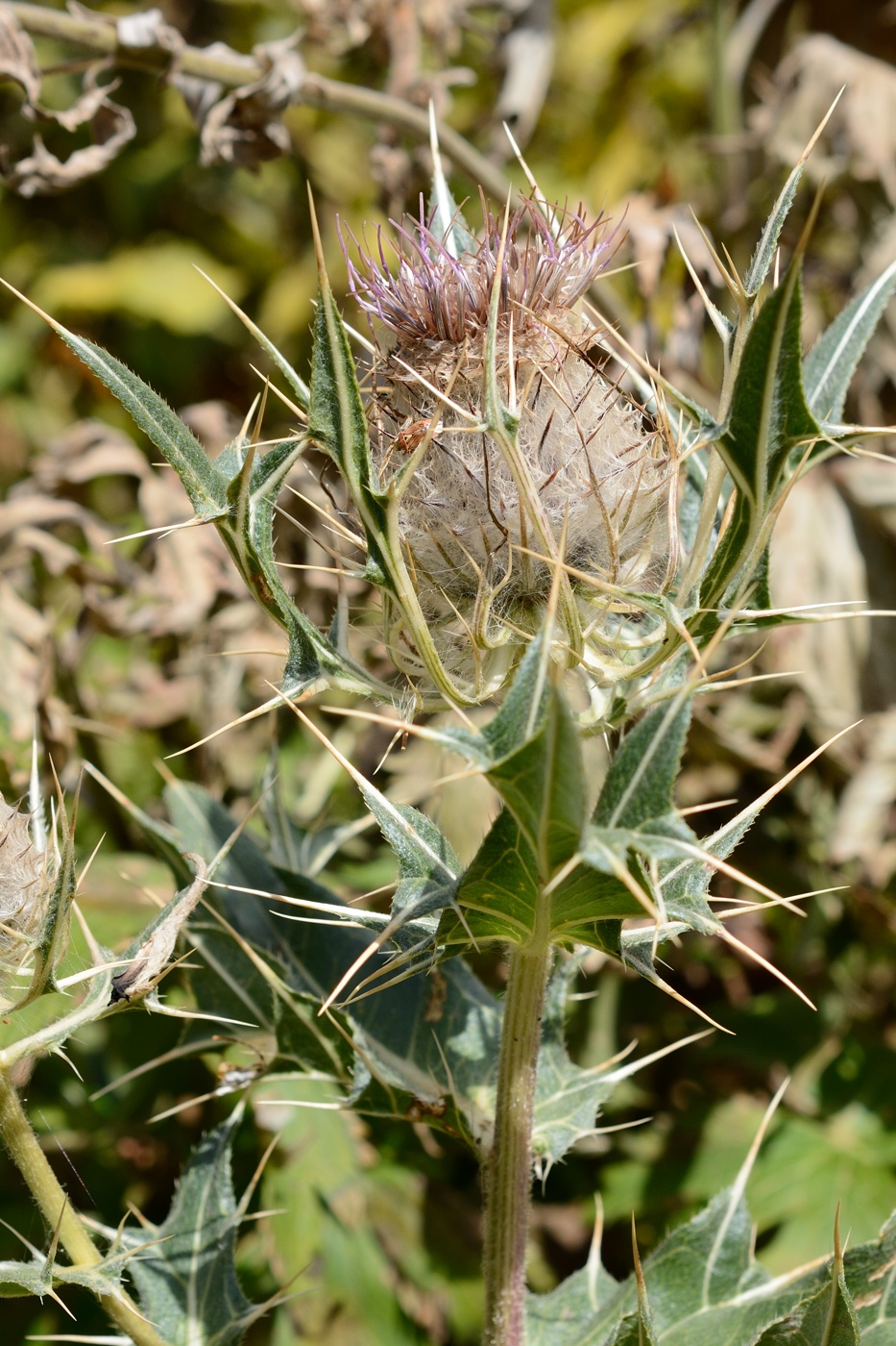 Изображение особи Cirsium pugnax.