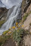 Anthemis marschalliana subspecies pectinata. Цветущее растение. Кабардино-Балкария, Эльбрусский р-н, долина р. Терскол, ≈ 2600 м н.у.м., расщелина скалы. 24.08.2023.