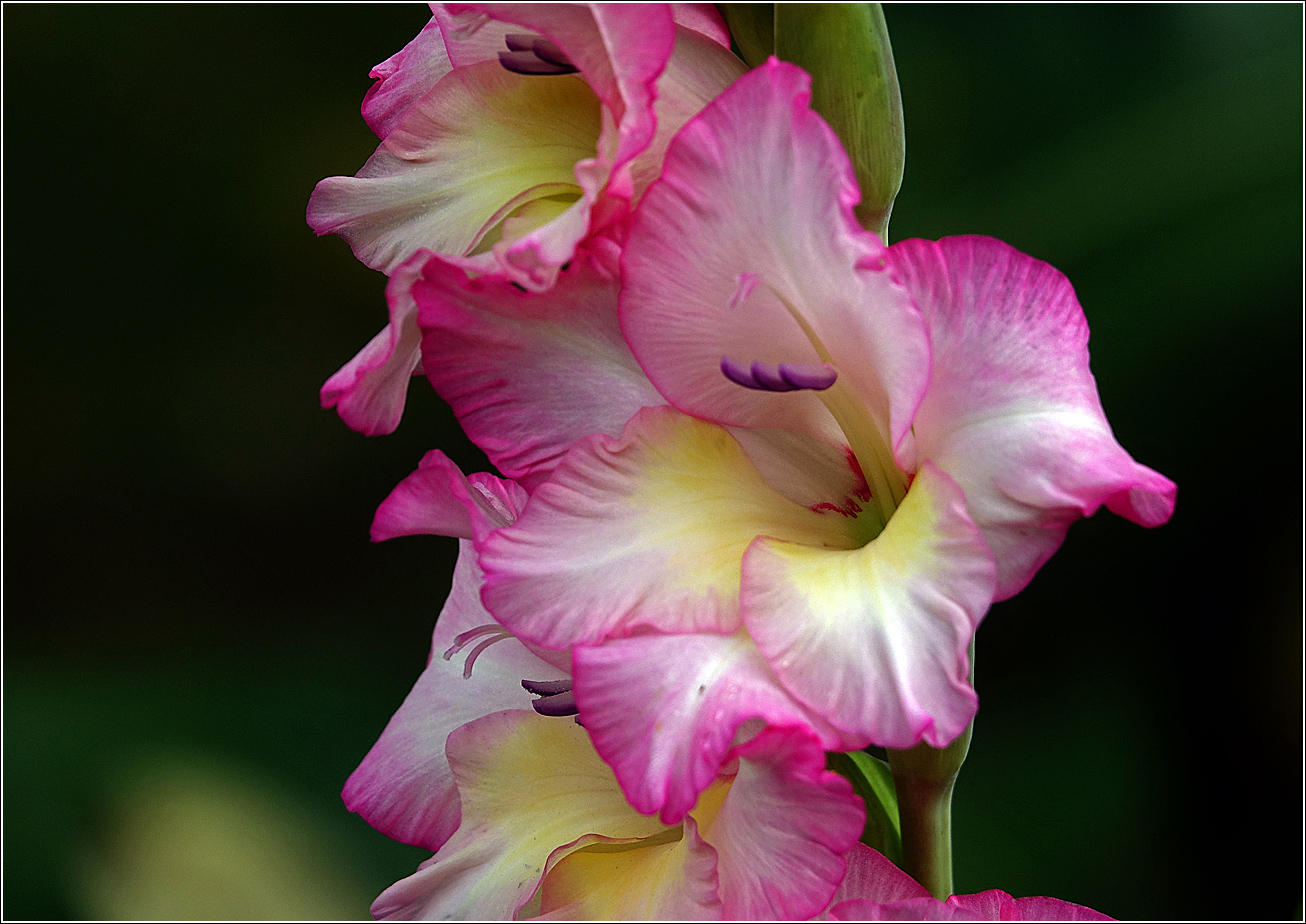 Изображение особи Gladiolus × gandavensis.