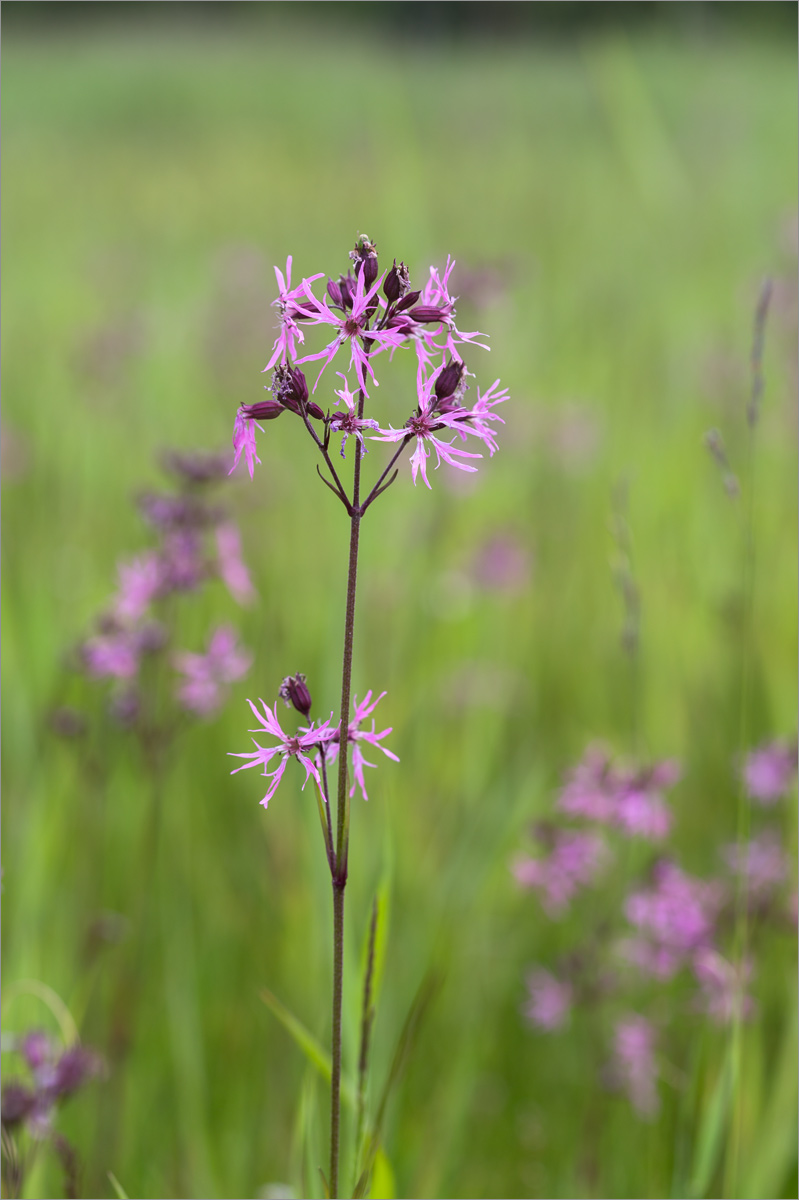 Изображение особи Coccyganthe flos-cuculi.