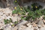 Medicago disciformis. Цветущие побеги. Крым, Севастополь, бух. Солёная, нарушенная петрофитная степь. 23.04.2023.