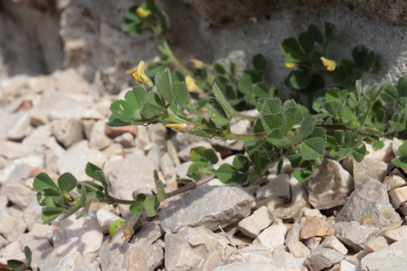 Image of Medicago disciformis specimen.