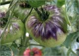 Lycopersicon esculentum. Незрелый плод. Московская обл., Раменский р-н, окр. дер. Хрипань, садовый участок. 08.09.2023.