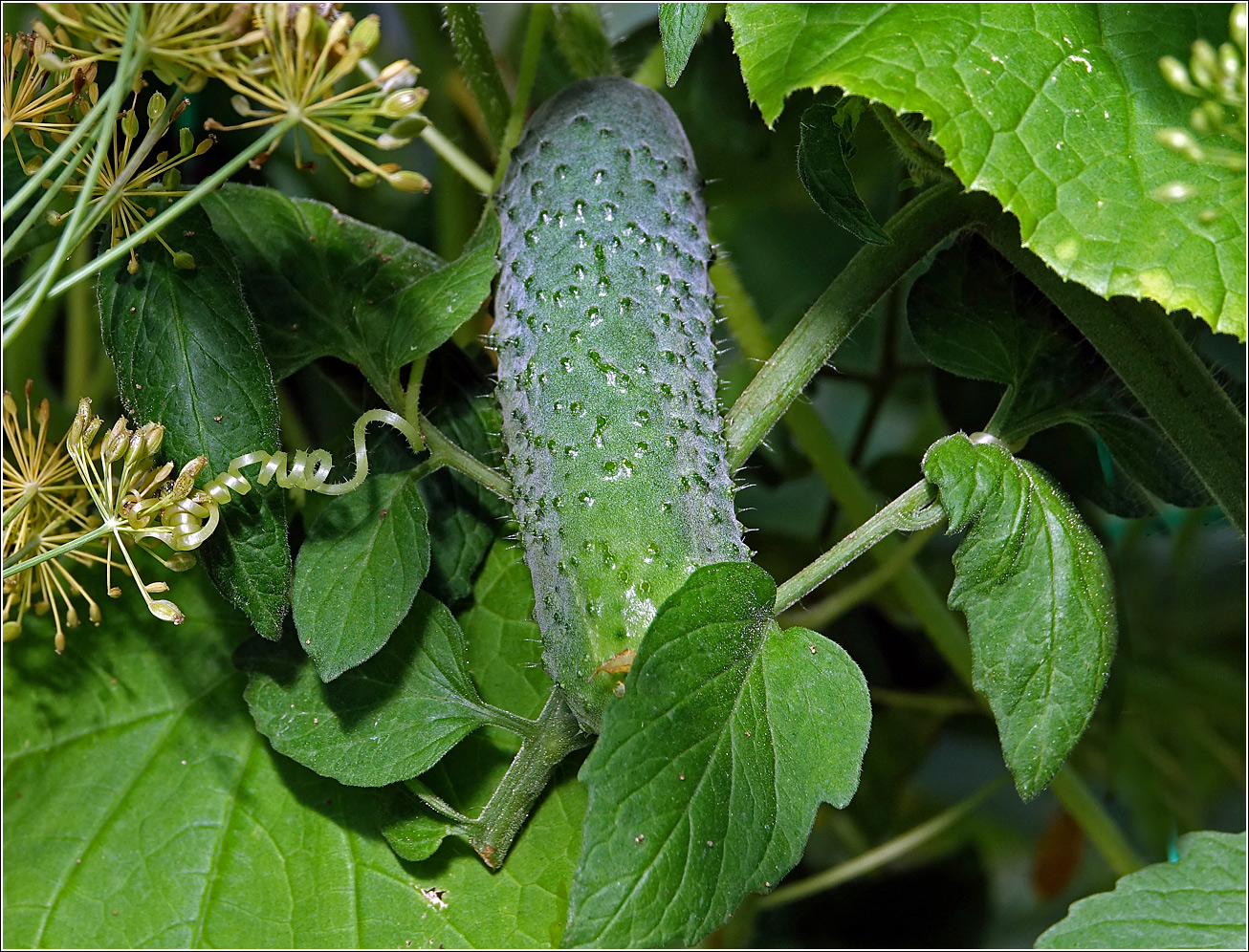 Изображение особи Cucumis sativus.