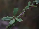 Berberis vulgaris. Часть веточки с повреждёнными листьями. Чечня, Шаройский р-н, бассейн р. Цесиахк, долина левого притока, луг. 10 августа 2023 г.