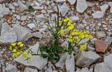 Erysimum ibericum