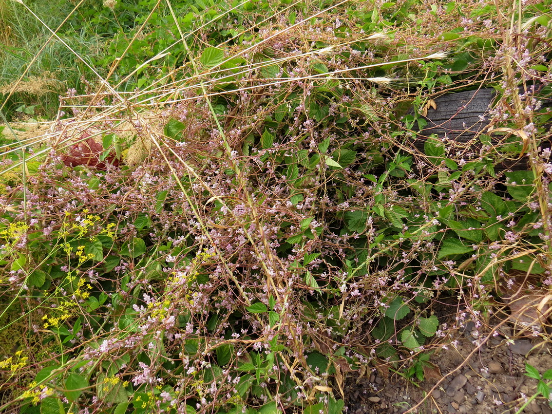 Изображение особи Cuscuta lehmanniana.