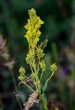 Linaria genistifolia. Соцветие. Армения, обл. Гегаркуник, берег оз. Севан, гора Артаниш, ≈ 2200 м н.у.м., каменистый участок лугового склона. 23.06.2022.