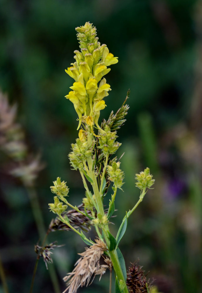 Image of Linaria genistifolia specimen.