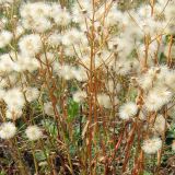 Erigeron acris. Верхушки растений с соплодиями. Смоленская обл., Смоленский р-н, окр. дер. Жарь. 23.08.2008.