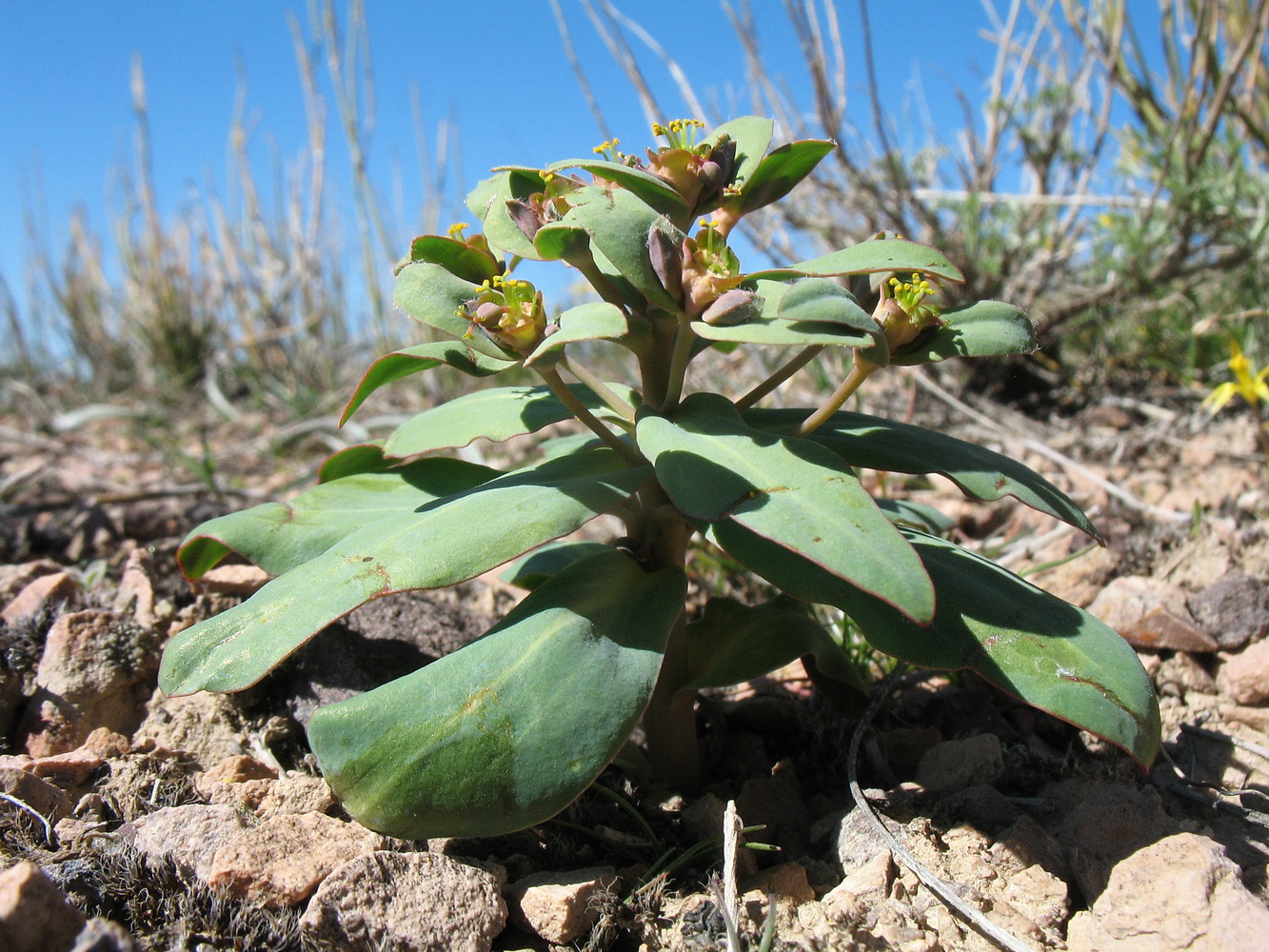 Изображение особи Euphorbia rapulum.