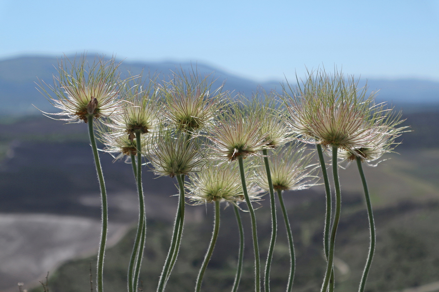 Image of Pulsatilla taurica specimen.