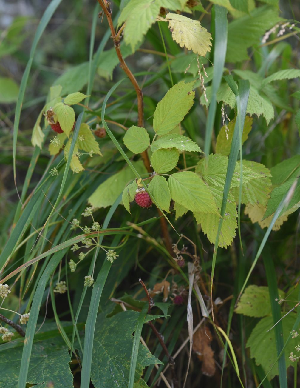 Изображение особи Rubus idaeus.