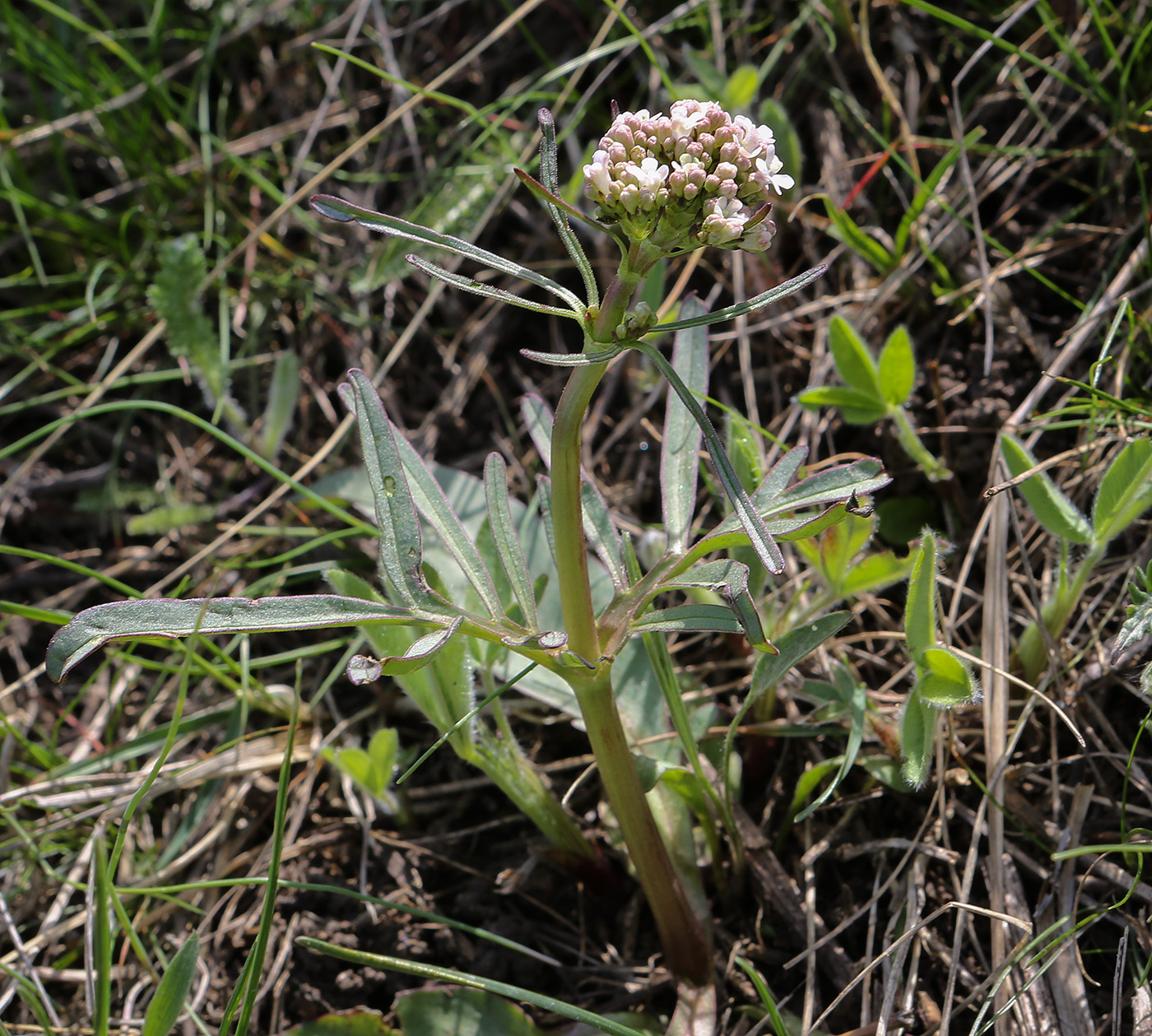 Изображение особи Valeriana tuberosa.